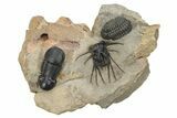 Bizarre Dicranurus Trilobite With Reedops & Paralejurus #227820-1
